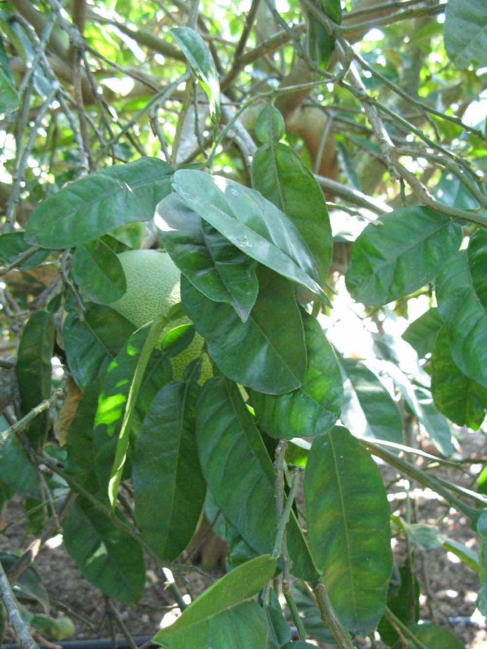              Shade leaves (Winter Haven, FL)       